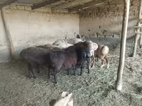 Pecora, Pecore — foto 1