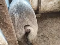 Scrofa, Мангалица — foto 2