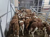 Rinder (Partie, Geschlecht nicht angegeben), Simmental cattle — Foto 2