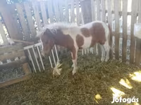 گھوڑا, Miniature horse — تصویر 1