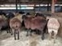 Domba jantan, Sheep — foto 3
