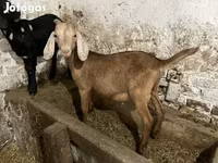 Kozioł, Nubian Goat — zdjęcie 2