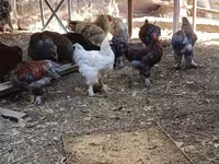 Brahma — photo 2