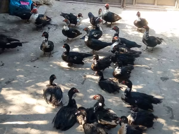 Ducks