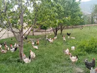 Chickens — الصورة 1