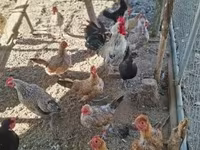 Chickens — ছবি 3