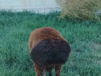 Beran, Qashqai sheep — foto 3