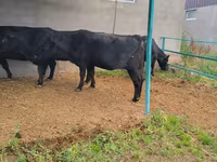 Krowa, Aberdeńsko-anguska — zdjęcie 3