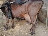 গাভী, বন্য ইয়াক — ছবি 1