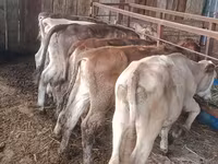 Ko, Simmental cattle — foto 2