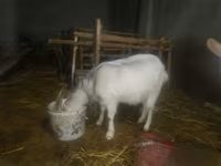 Kambing betina, Goats — foto 4