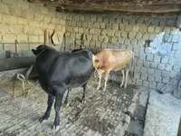 Býk, Russian Black pied cattle — foto 2