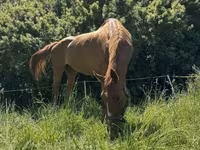 Kobila, Polish pony — fotografija 7