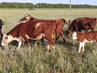 Mucca, Testo tradotto: Testa bianca ucraina — foto 2