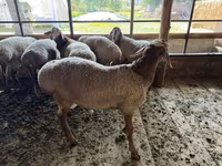 Cừu đực, Rhon sheep — ảnh 5