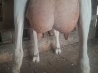 بز ماده, Saanen goat — عکس 1