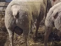 قوچ, Charollais sheep — عکس 2