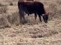 ወንድ በሬ, Kazakh White-headed cow — ፎቶ 2