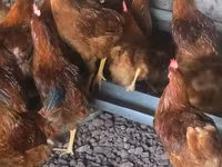 Chickens — फ़ोटो 4