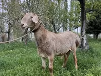 Montone, Arashan sheep — foto 2