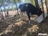 Tyre, Russian Black pied cattle — foto 3