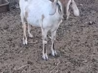 Cabra, Nubian Goat — foto 2