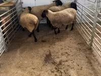 میش, White Suffolk sheep — عکس 3