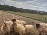 雄羊, Racka sheep — 写真 2