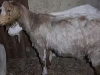 بز نر, بز — عکس 3