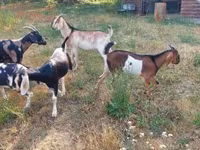 Buk, Nubian Goat — foto 4