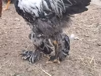 Brahma — foto 2