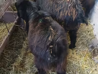 Billy Goat, Goats — photo 7