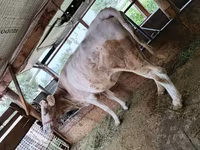 Mucca, Simmental cattle — foto 2