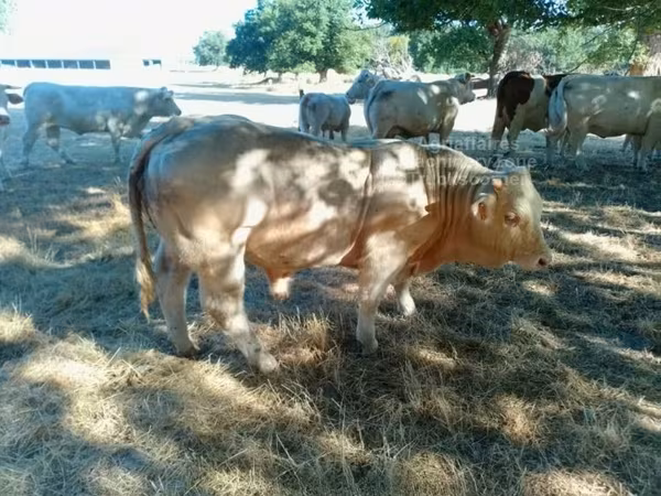 Dibi, Charolais cattle — Boqortooyada Midowday