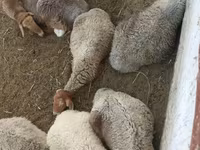 بھیڑ, بھیڑیں — تصویر 4
