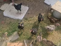 Chickens — zdjęcie 1