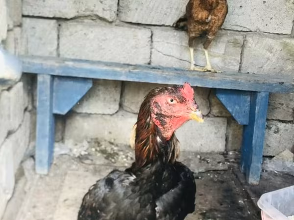 Chickens