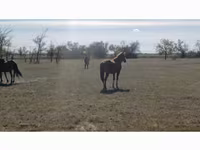 ม้าตัวเมีย, Kazakh horse — รูปภาพ 6