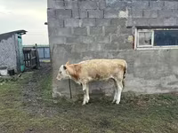 گاو ماده, Simmental cattle — عکس 3