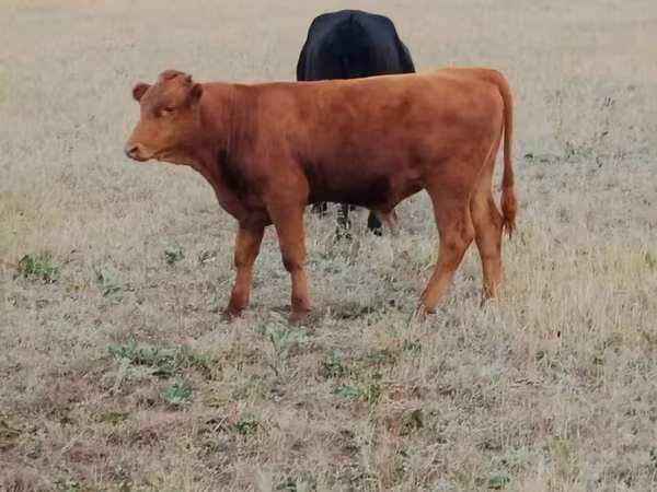 Cow, Ukrainian grey cattle