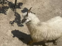 Kambing betina, Angora goats — foto 1