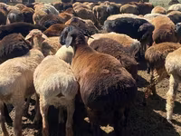 Pecora, Pecore — foto 1