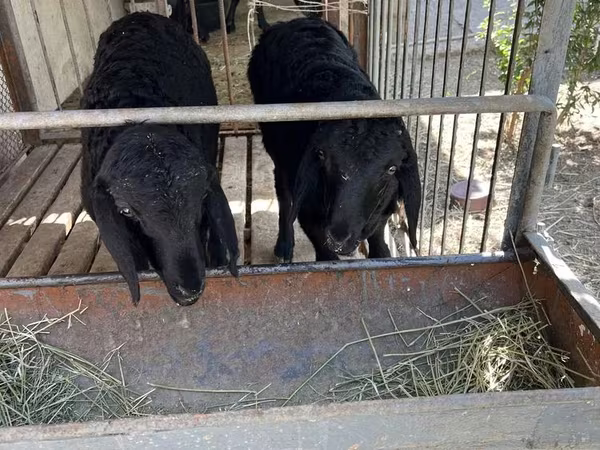Schafe (Partie, Geschlecht nicht angegeben), Arashan sheep — Usbekistan