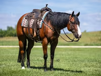 Kůň, Quarter Horse — foto 5