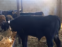 Toro, Aberdeen Angus — foto 7