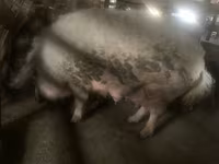 خنزير ذكر, Мангалица — الصورة 2