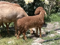Beran, Arashan sheep — foto 5