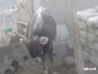 Sheep (batch, sex not specified), Sheep — photo 2