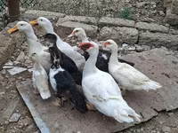 Ducks — Foto 4