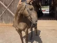 مادیان, Kentucky mountain daddle horse — عکس 5